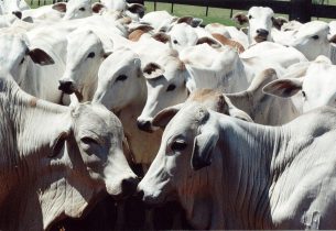 Vai fazer um churrasco? Descubra como calcular a quantidade de comida -  Naturafrig Alimentos